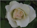Schwanense